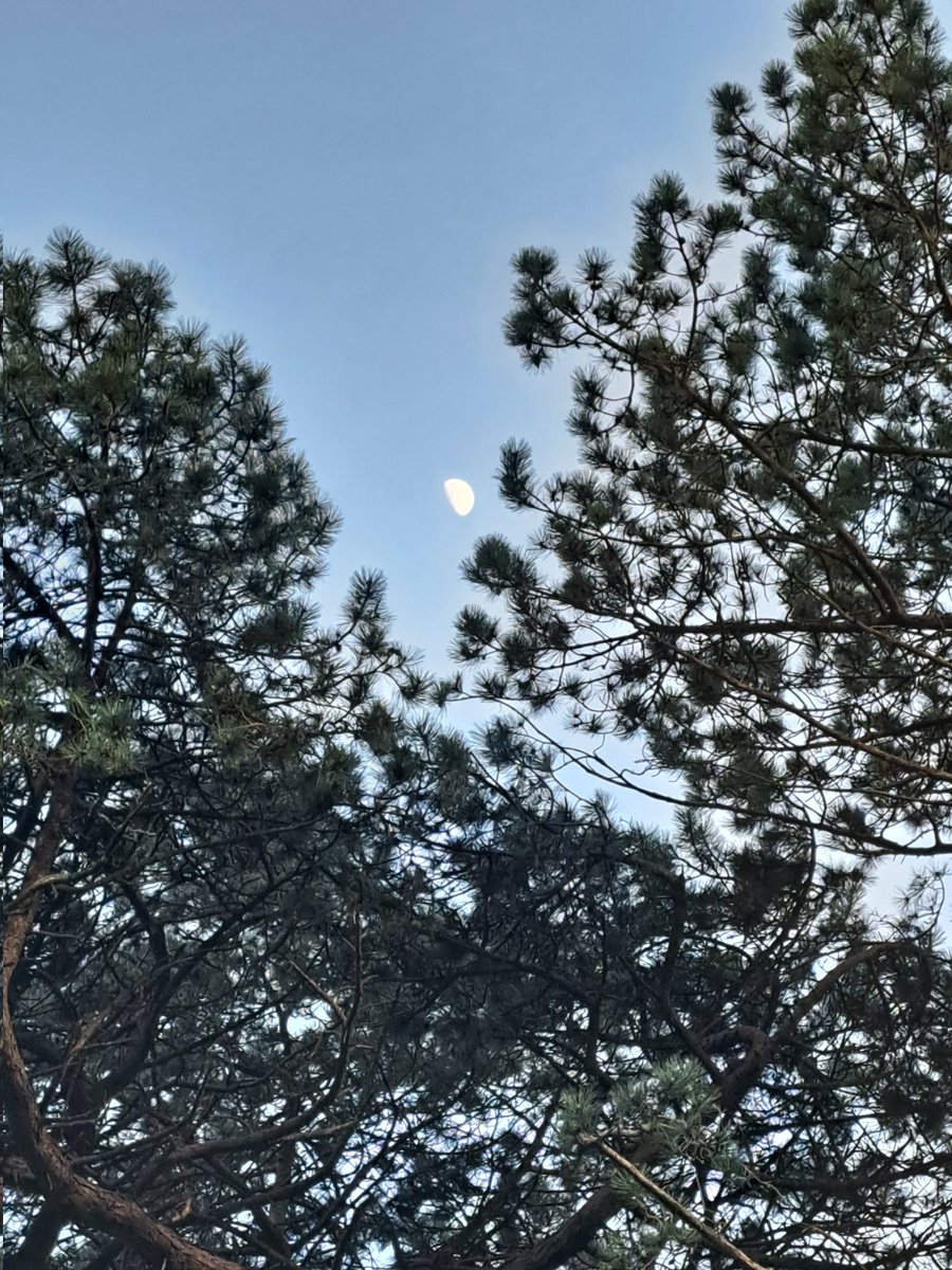 AuthorTracyRees's tweet image. A friend's birthday today, so spent a perfect Saturday afternoon at his birthday barbecue. Tomato plants, an escapee guinea pig and fake moustaches were just some of the highlights. Also, walking home in a beautiful dusk #friends #Saturday #barbecue #sunshine #books