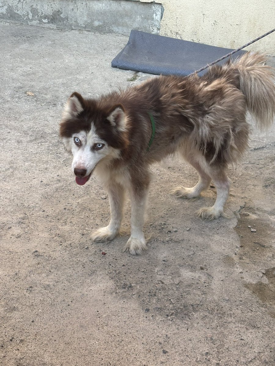 Pitperest tweet media