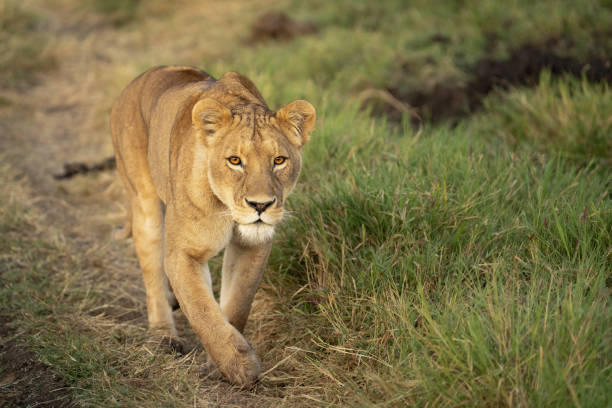 rukie_yusuf's tweet image. In Uganda, wildlife doesn’t rush for you—you pause for them.
Imagine stopping your car while these giants are  crossing😀 like they own the road… 
In game parks,animals aren't visitors - we are 😀 so we have to obey
@ugwildlife
#VisitUganda #PearlOfAfrica 

#GoldenPosts