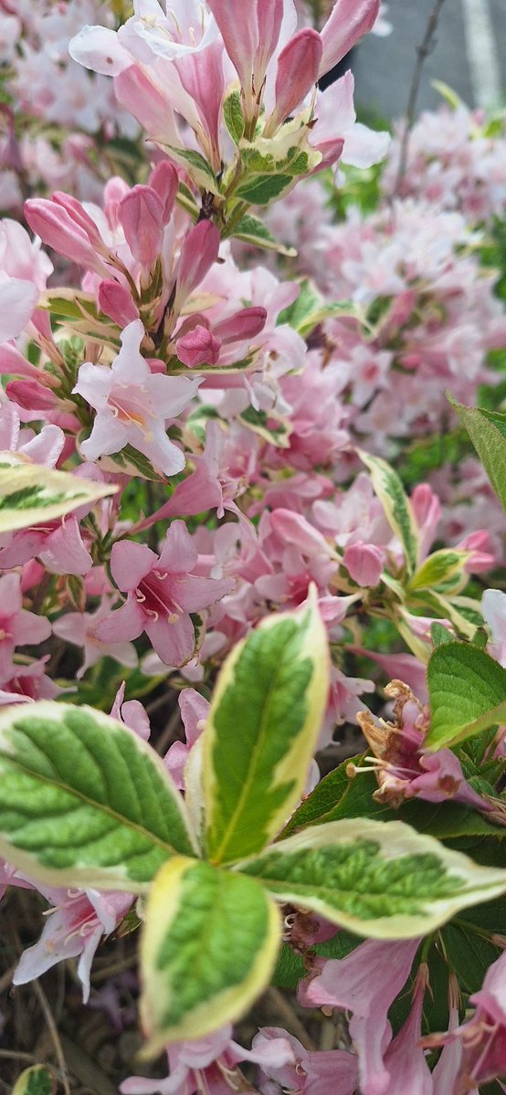 arobaseLauw's tweet image. #flowers #rose #blanche #photo #Weigelia #Viornedechine