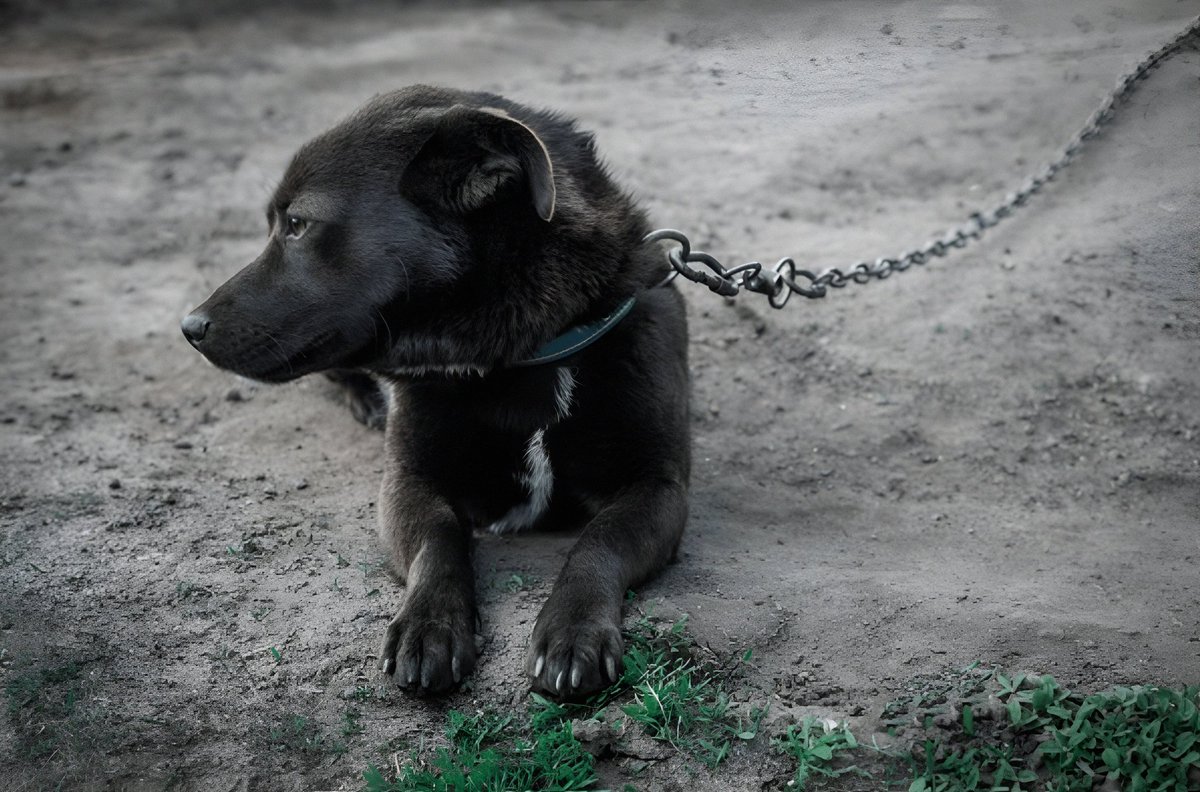 AntonioAcuaPani's tweet photo. Hay perros que sufren una vida de maltrato, viviendo atados día y noche en la más absoluta soledad. https://t.co/rLCEHmWv86