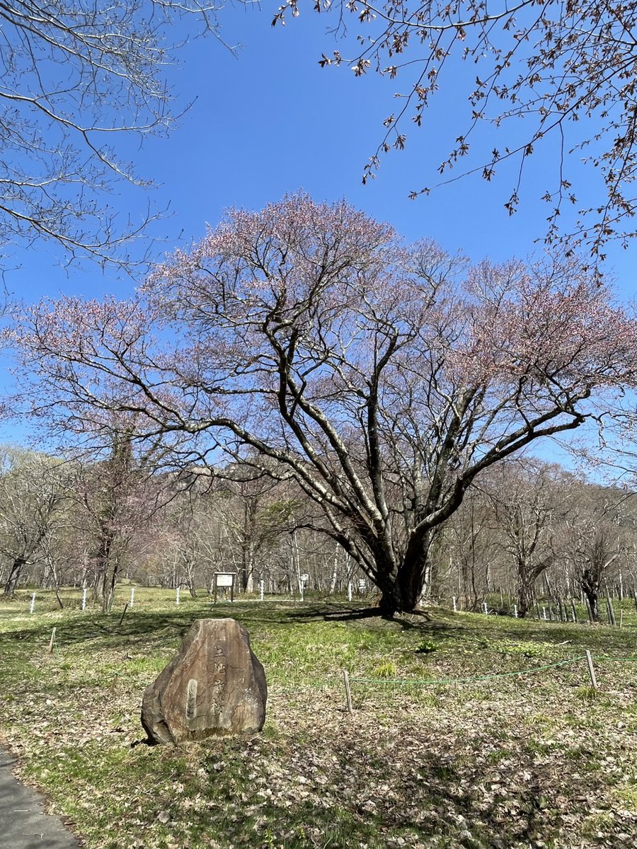 infotoga's tweet photo. 【戸隠牧場・鏡池の桜🌸】 戸隠牧場のオオヤマザクラの巨木（1・2枚目）は、通称「五地蔵桜」と呼ばれ地元の方々にも親しまれています。鏡池ほとりの桜（3・4枚目）はまさに見頃！「鏡池どんぐりハウス」のテラス席から見ると目の高さにピンクが広がって美しいです♪ #戸隠 #togakushi #桜 https://t.co/cfOOzrXDiN