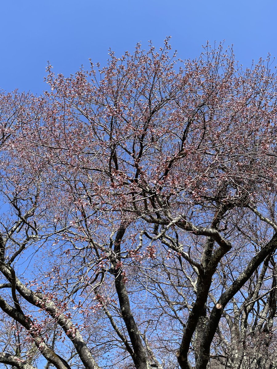 infotoga's tweet photo. 【戸隠牧場・鏡池の桜🌸】 戸隠牧場のオオヤマザクラの巨木（1・2枚目）は、通称「五地蔵桜」と呼ばれ地元の方々にも親しまれています。鏡池ほとりの桜（3・4枚目）はまさに見頃！「鏡池どんぐりハウス」のテラス席から見ると目の高さにピンクが広がって美しいです♪ #戸隠 #togakushi #桜 https://t.co/cfOOzrXDiN