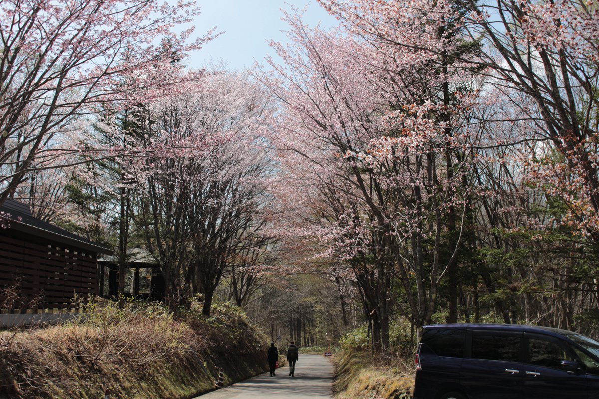 infotoga's tweet photo. 【戸隠牧場・鏡池の桜🌸】 戸隠牧場のオオヤマザクラの巨木（1・2枚目）は、通称「五地蔵桜」と呼ばれ地元の方々にも親しまれています。鏡池ほとりの桜（3・4枚目）はまさに見頃！「鏡池どんぐりハウス」のテラス席から見ると目の高さにピンクが広がって美しいです♪ #戸隠 #togakushi #桜 https://t.co/cfOOzrXDiN