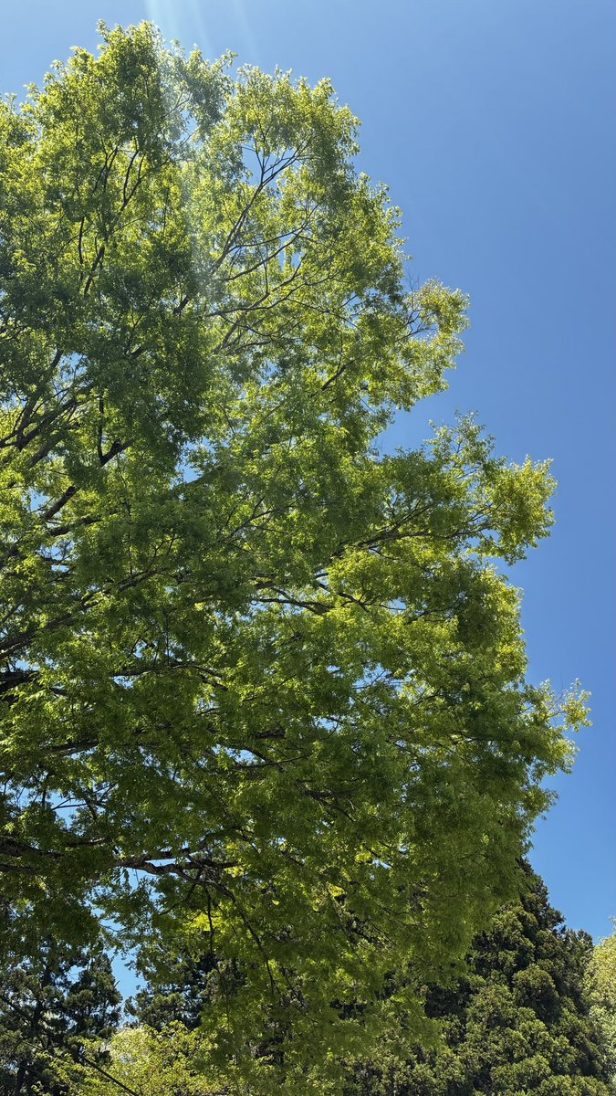 Fivecase tweet media