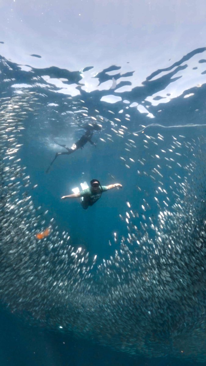 Free diver nayan sya🤣 #freediving #moalboal