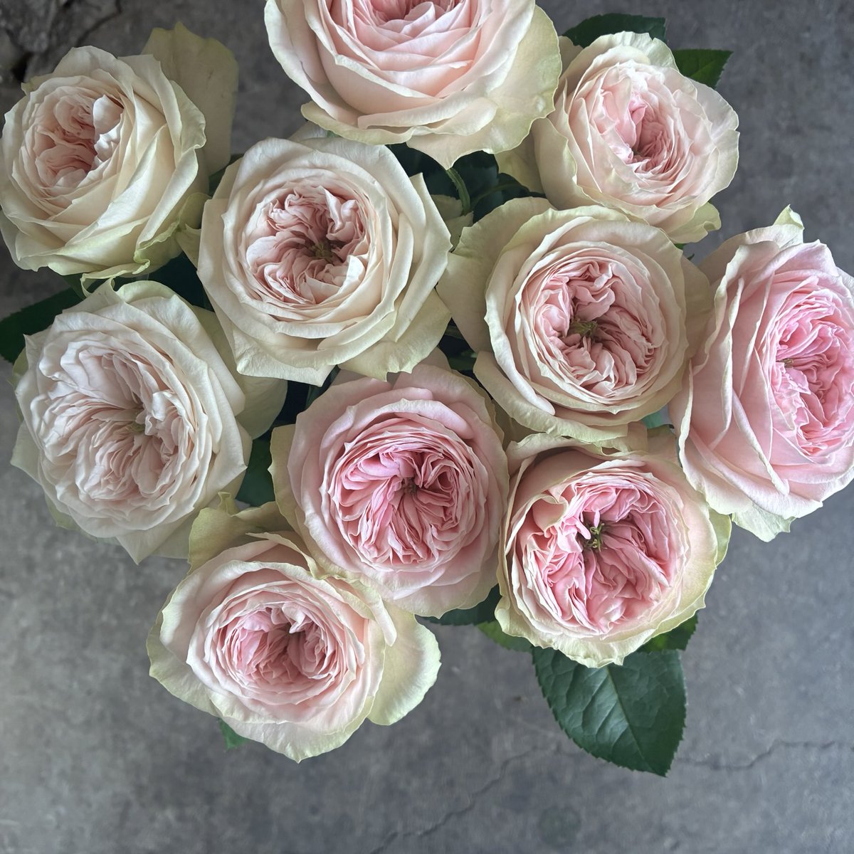 毎日ひと花＊薔薇『バレリーナサマースノー』