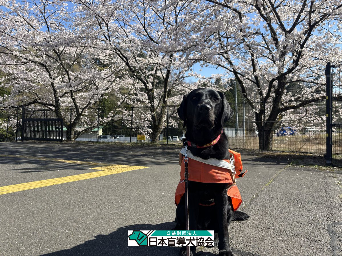 日本盲導犬協会 / Japan Guide Dog Association tweet media
