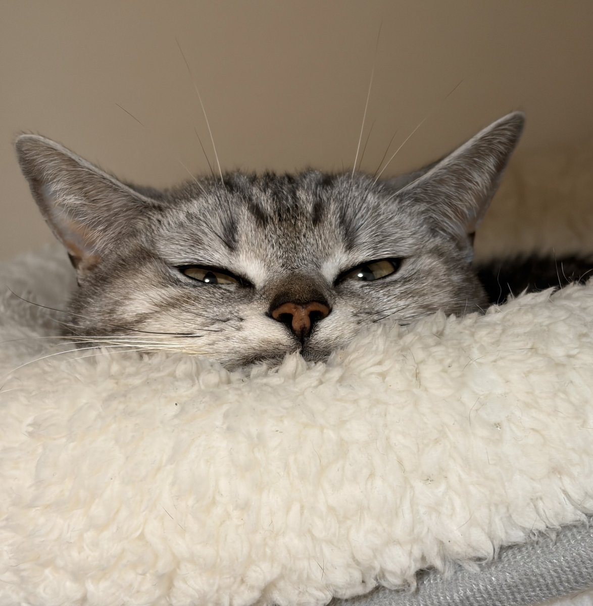 プラトン tweet media