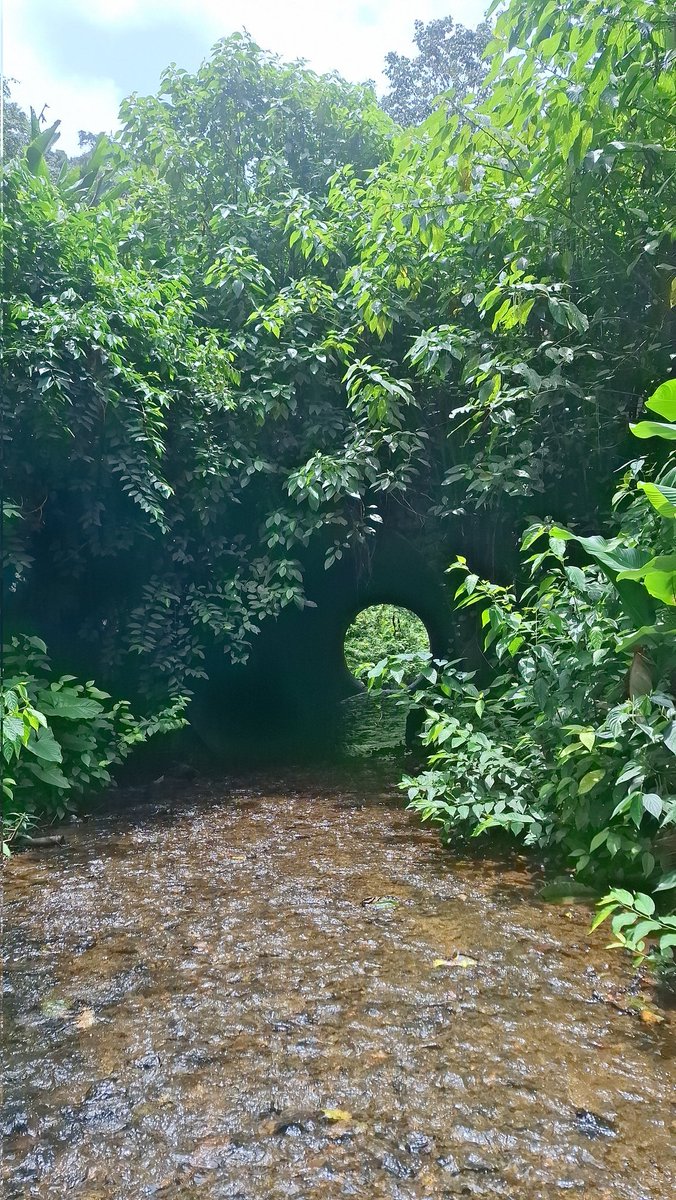 PN Guatopo 🌿🇻🇪
