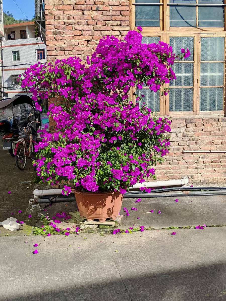 StraitHeraldFr's tweet image. Bonjour！#weekendvibes #springvibes