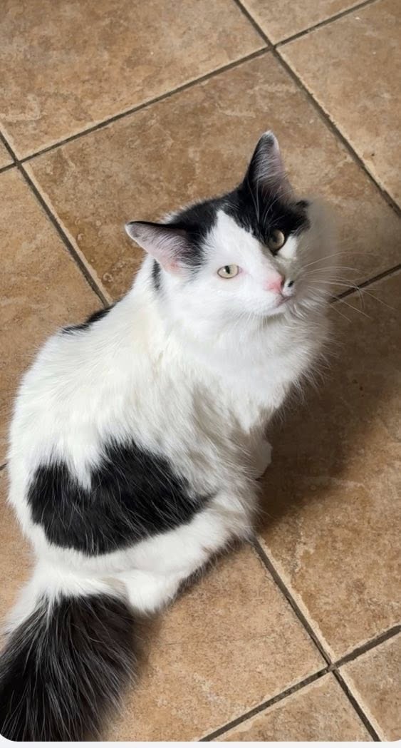 Guelph Lost Pets tweet media