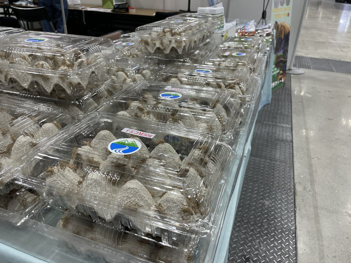 HERPLIFE's tweet photo. 【どこよりも早いBIGレプレポート2026春 その6】月夜野ファームさんは本日販売分のコオロギ各種がファームから直送され無事セッティング完了！14時前には完売が予想されるのでフレッシュな活餌をお求めの方はお早目に！ https://t.co/j2yWRbfzYP