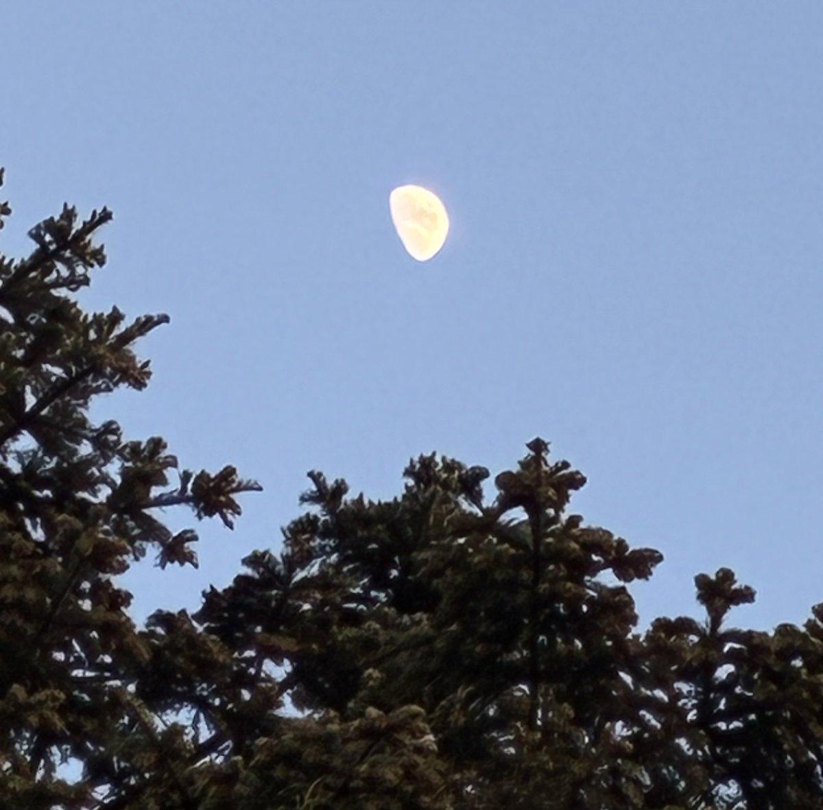 Stargazer tweet media