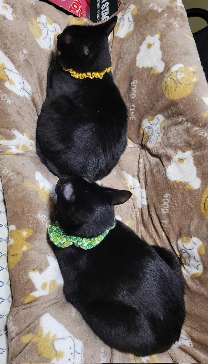 ぱっく tweet media