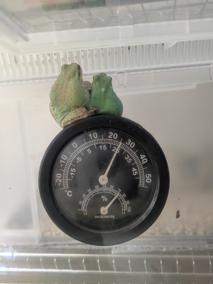 もやし tweet media