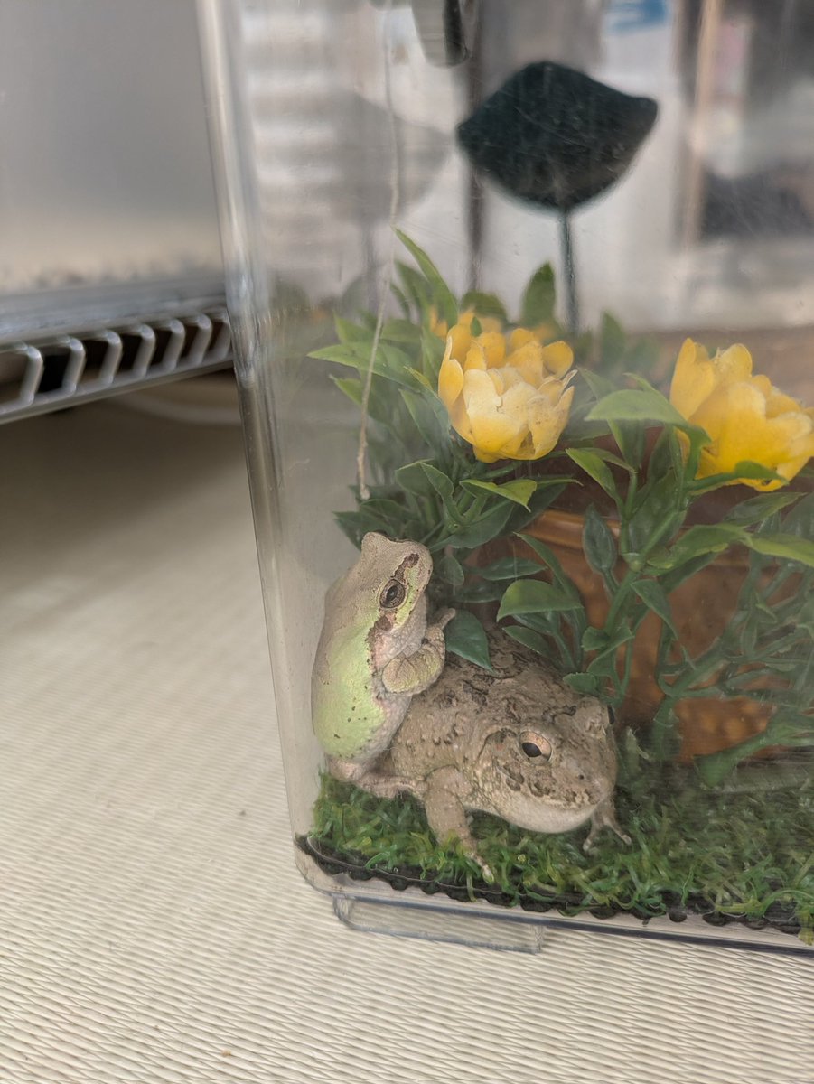 もやし tweet media