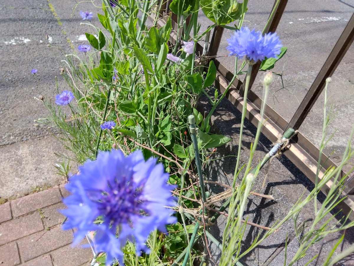 畑中保子 tweet media