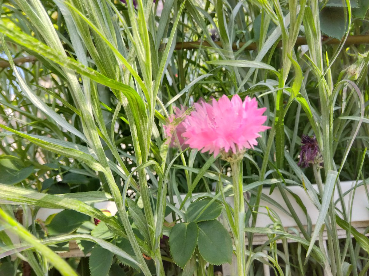 畑中保子 tweet media