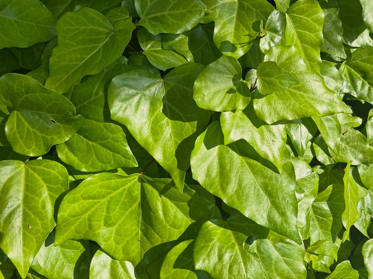 kukaneffect's tweet image. youtu.be/nTkctCE_c9o

#photo #plant #green #ambient #music #bandcamp #youtube #spotify #soundcloud #art #subscribe #official #kukaneffect