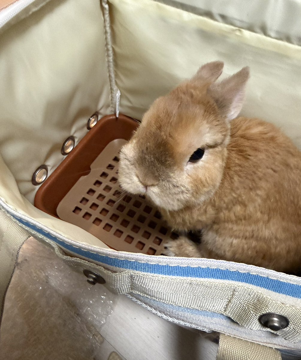2日前に病院行ったばかりなのに、また病院に連れてかれることが信じられず、絶望するウサギ　#うさぎのいる暮らし