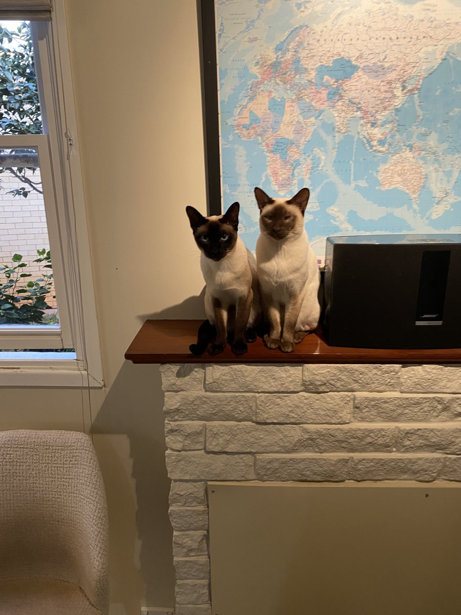 #Uranium It's hard to know from a picture but both of my kittehs are hardcore U bulls who predicted $150lb U prices before end of 2026 😆🤣🥰