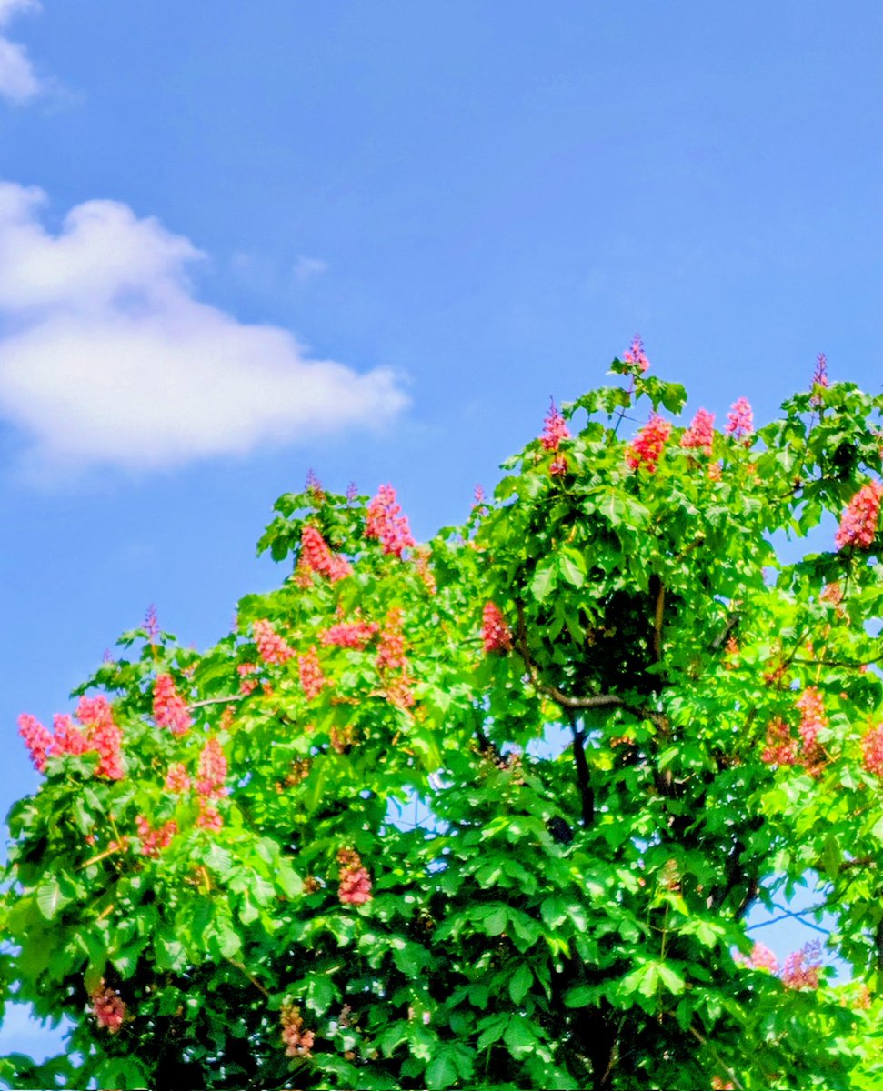 まるこ tweet media