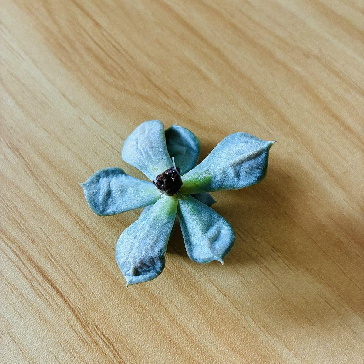 アスター✴︎Aegis tweet media