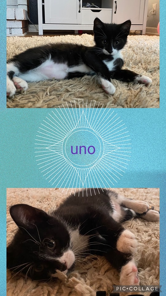 IBRescue's tweet image. #BDOG2026 is May 7th, but you can donate now to help with the #tinybutmighty such as these adorable cuties from 2023:
bigdayofgiving.org/organization/i…
Don't wait! Donate now! 
#gratitude #AdoptDontShop #DonateNow