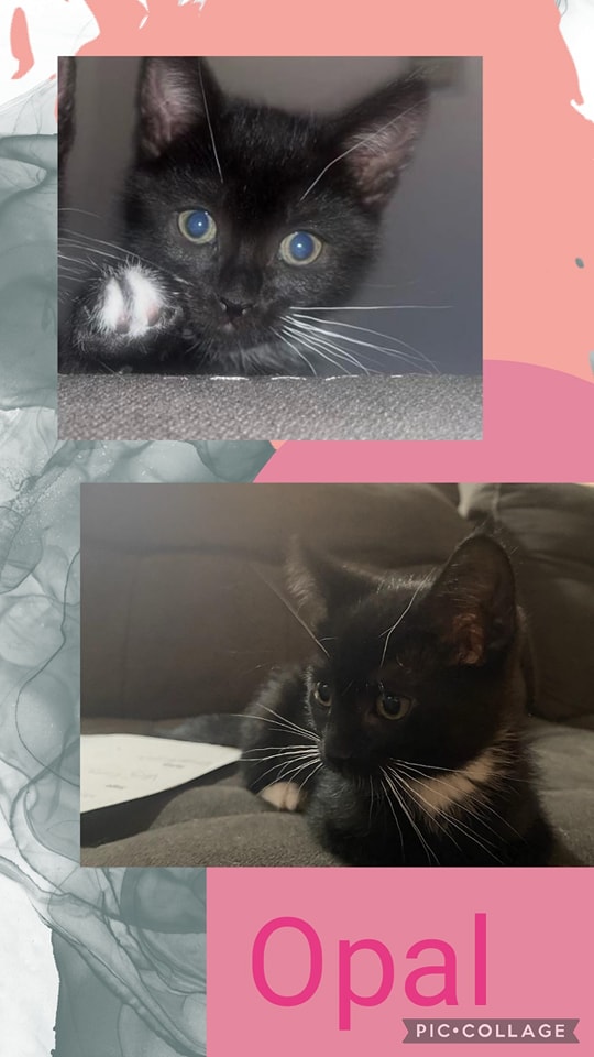 IBRescue's tweet image. #BDOG2026 is May 7th, but you can donate now to help with the #tinybutmighty such as these adorable cuties from 2023:
bigdayofgiving.org/organization/i…
Don't wait! Donate now! 
#gratitude #AdoptDontShop #DonateNow