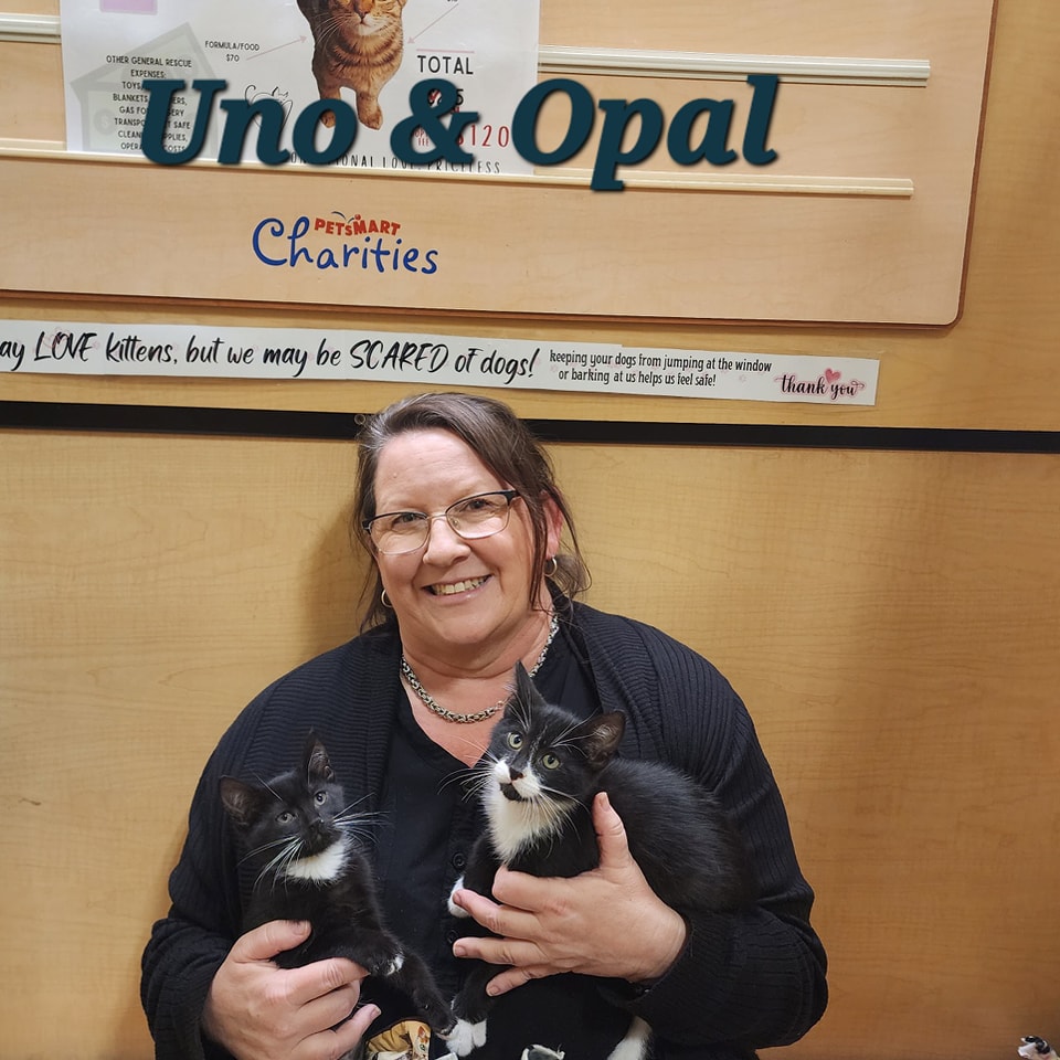 IBRescue's tweet image. #BDOG2026 is May 7th, but you can donate now to help with the #tinybutmighty such as these adorable cuties from 2023:
bigdayofgiving.org/organization/i…
Don't wait! Donate now! 
#gratitude #AdoptDontShop #DonateNow