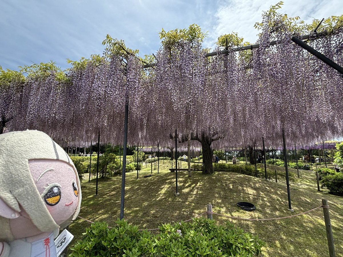 シェイ tweet media