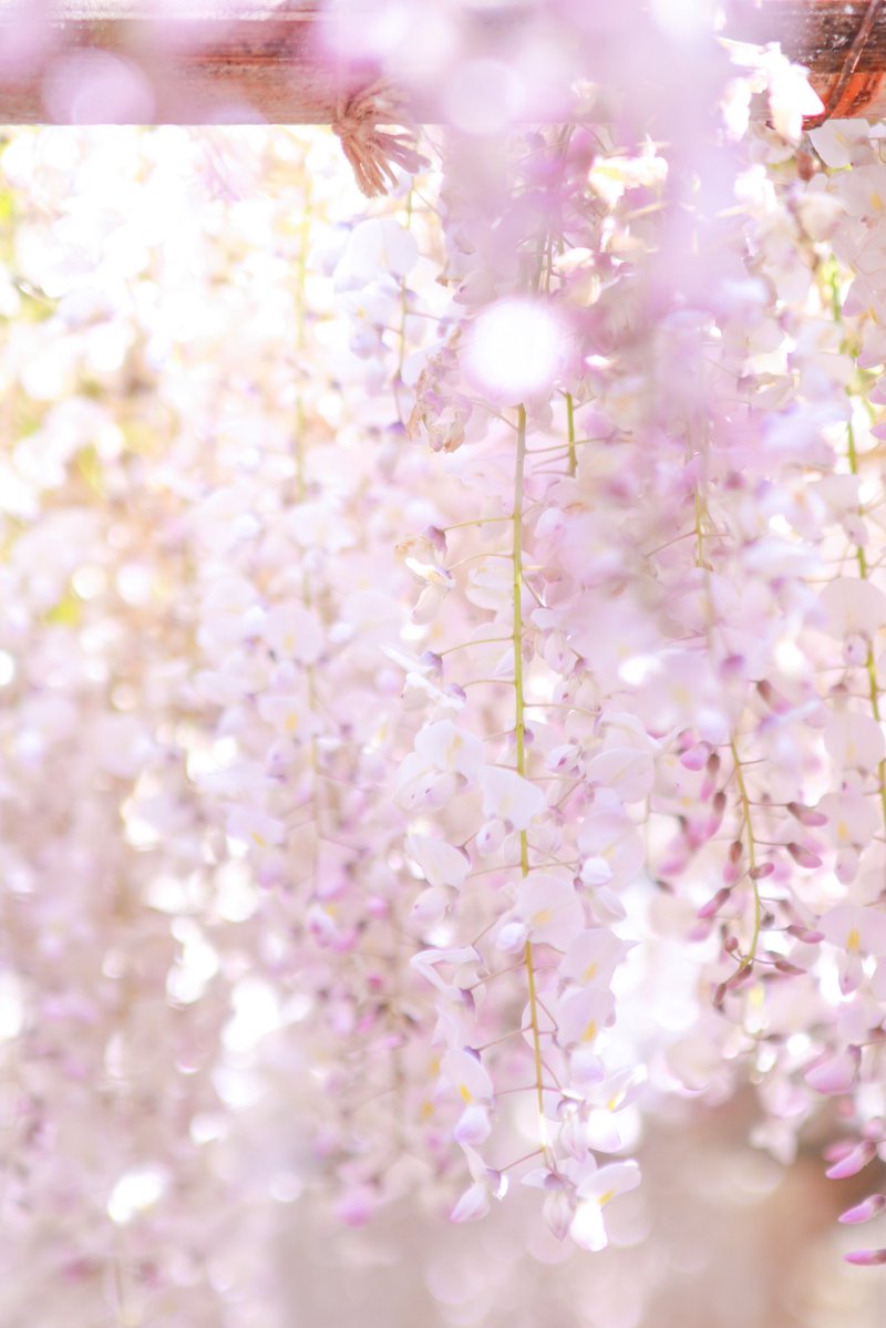 白藤を見ると縁起が良いそうなので
皆さまにおすそ分け🤍

これを見たあなたに良いことがありますように！