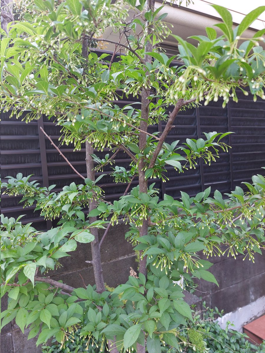 右近薫子 tweet media