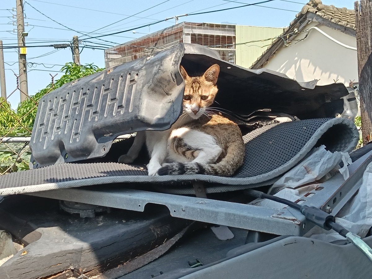 有的貓就是喜歡把自己活得像沒家的樣子