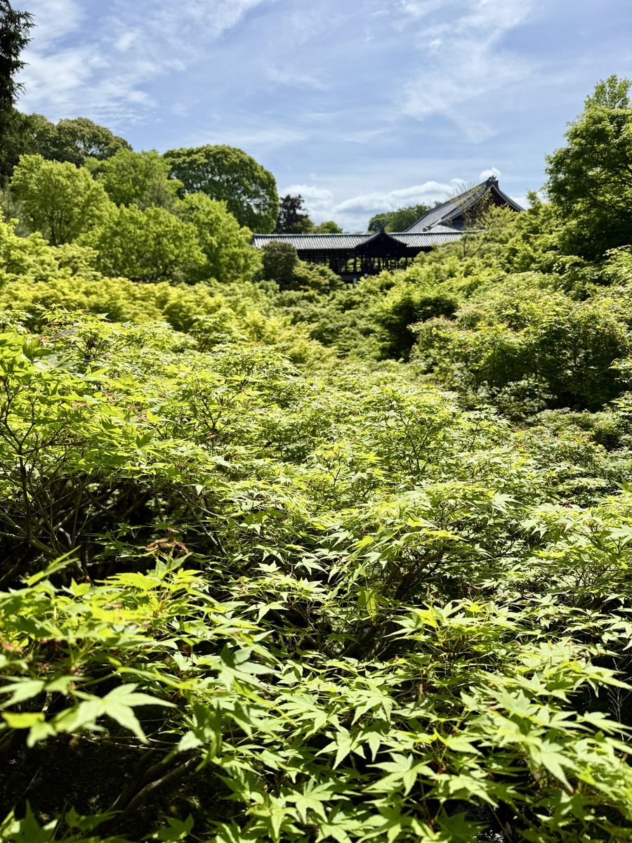 travelkyoto6's tweet photo. 新緑の東福寺の緑の綺麗なこと🌿

視力UPしそう。 https://t.co/zniZ4PBoz7
