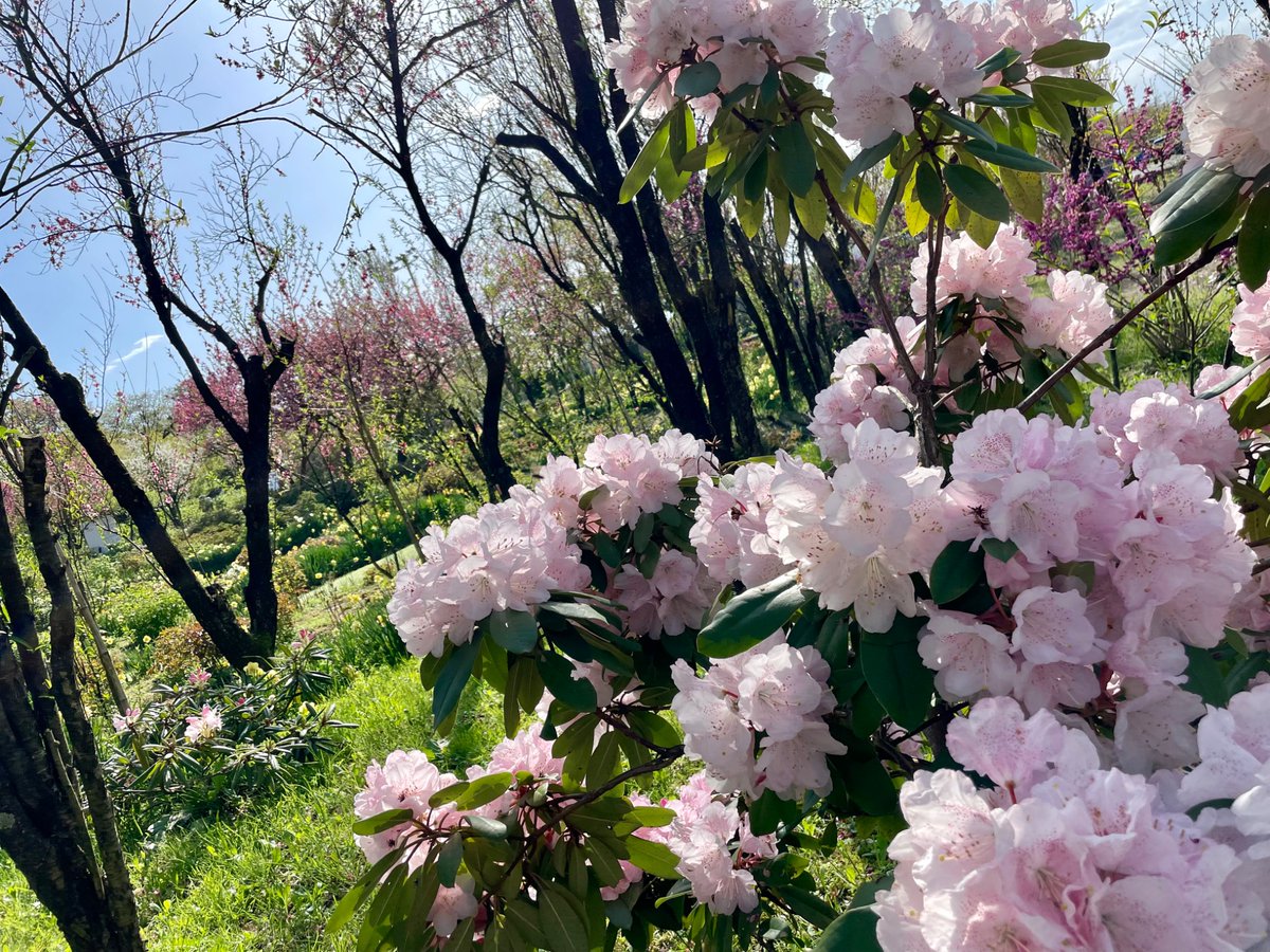 おはようございます☀
桃源郷を眺めるリンちゃんとなでしこちゃんです🌸✨