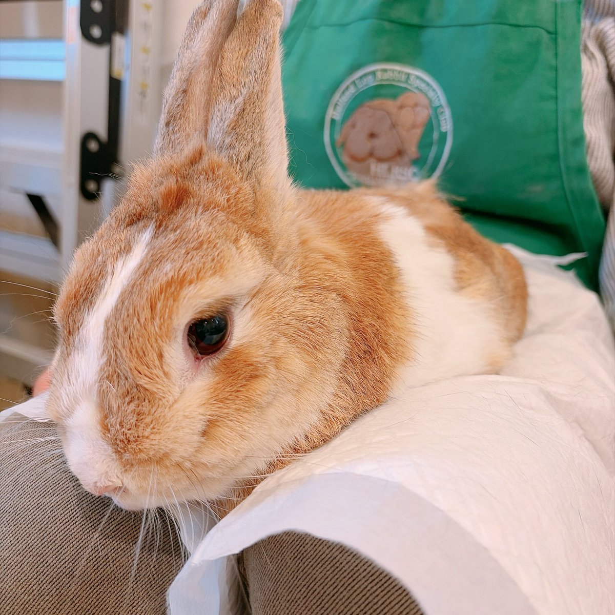 もふもふ党みやび★5/3幕張手作りアートマーケット tweet media