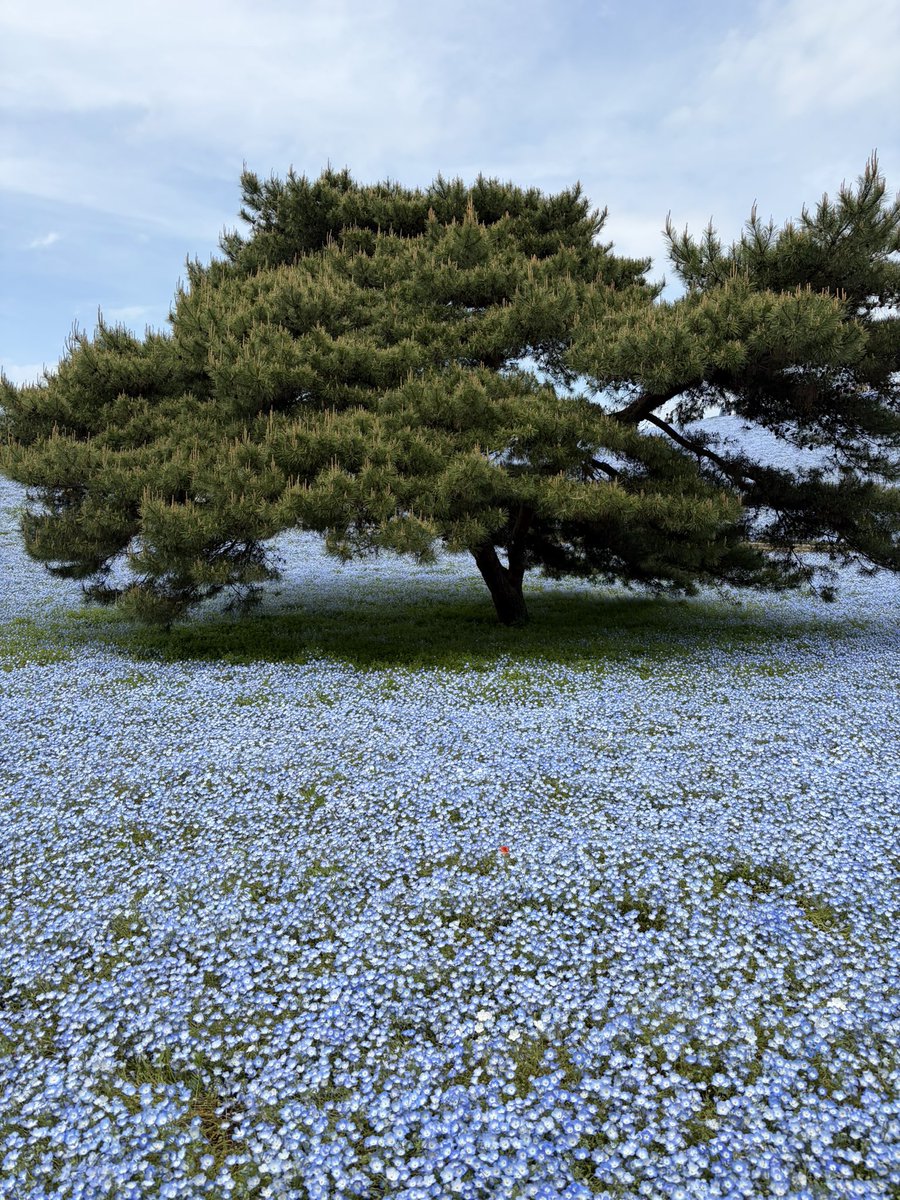 runwind929's tweet photo. ついに憧れのネモフィラの丘へ26.4.25
#ひたち海浜公園 https://t.co/OgY7PVMidw