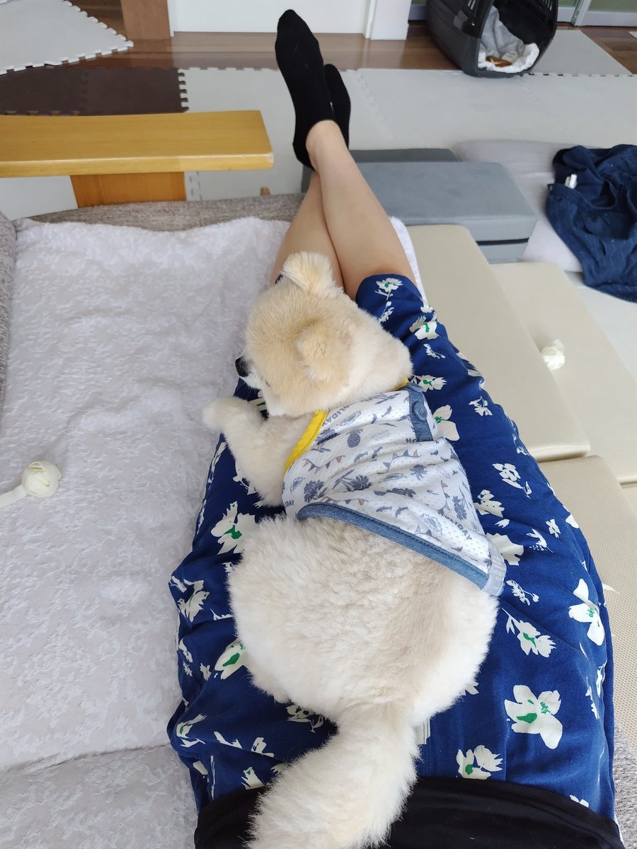 ubumaron's tweet photo. 仕事が休みの日はいつも一緒だったウブ。
はぁ〜…ほんと可愛いね。

#ポメラニアン https://t.co/l7IBMy1rWk
