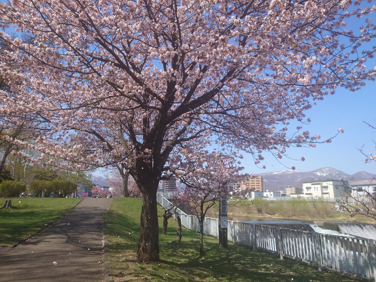 🍙🍵 tweet media