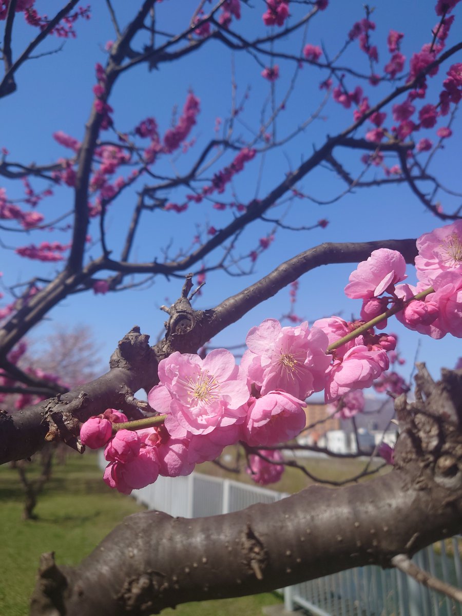 🍙🍵 tweet media