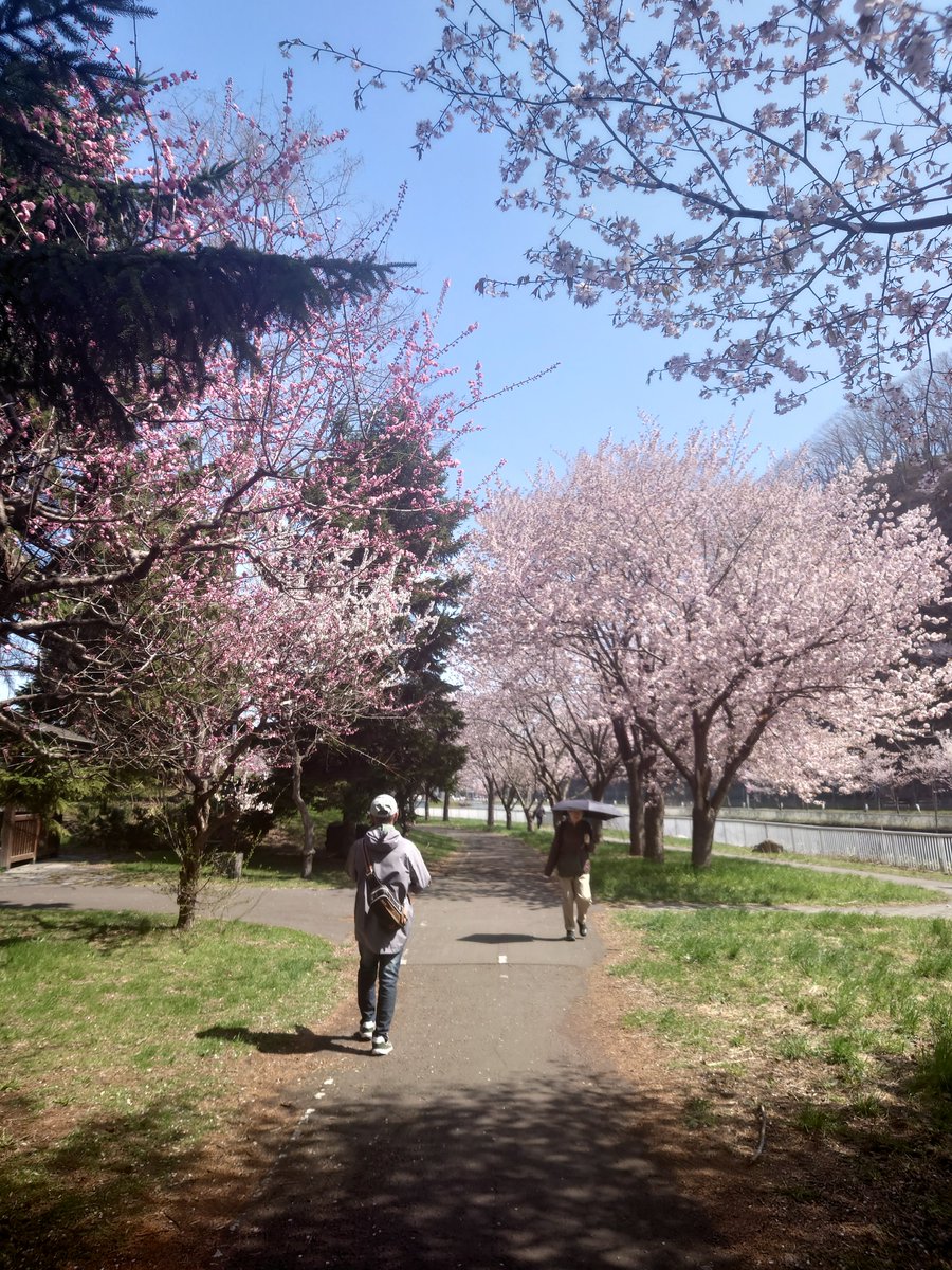 🍙🍵 tweet media