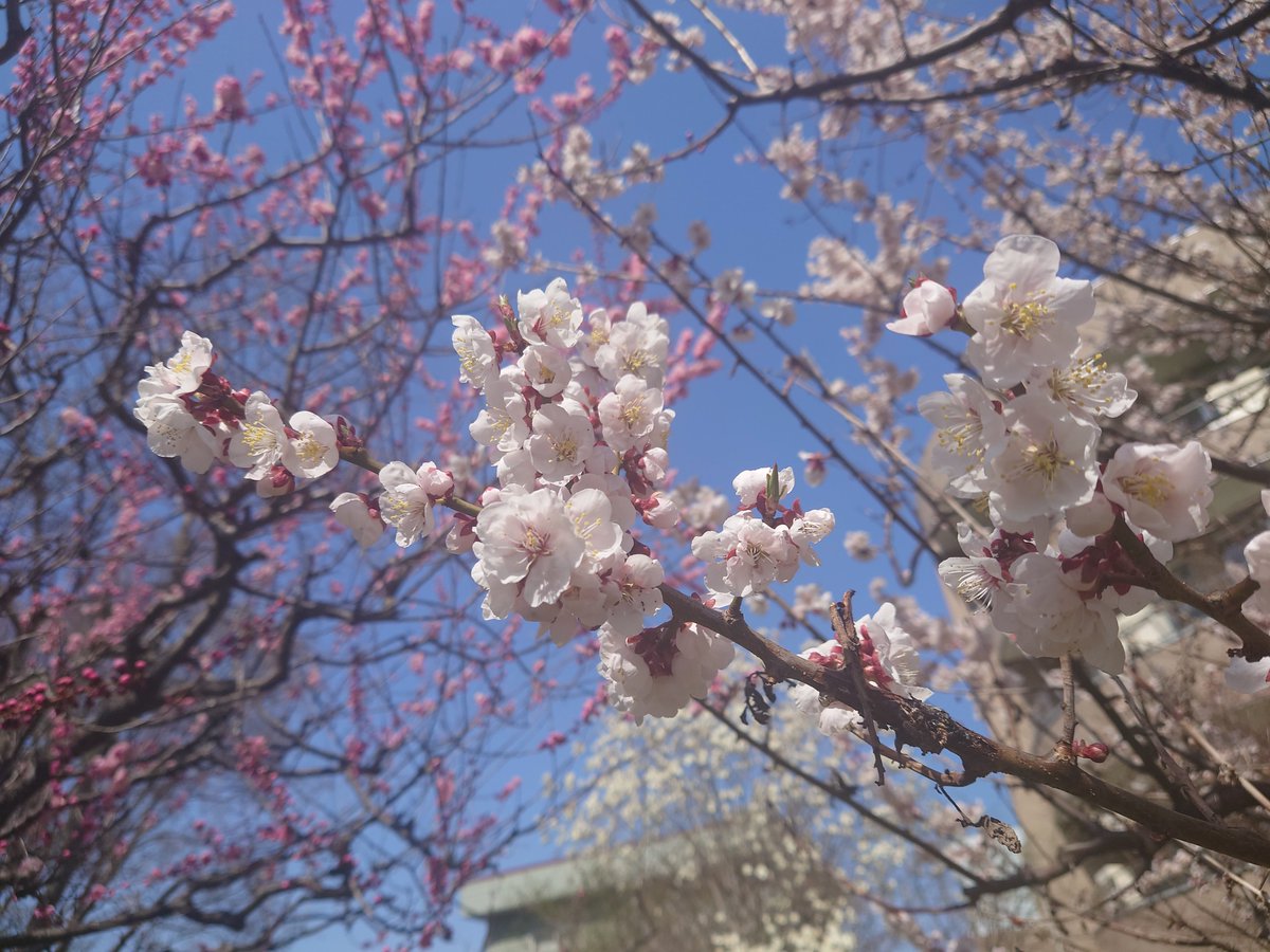 🍙🍵 tweet media