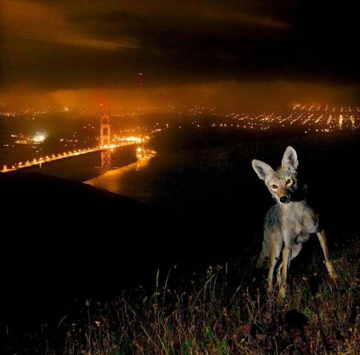 DigitalDaizy's tweet image. Hey ☕️🌆✨
#x #pinterest
📸 Steve Winter