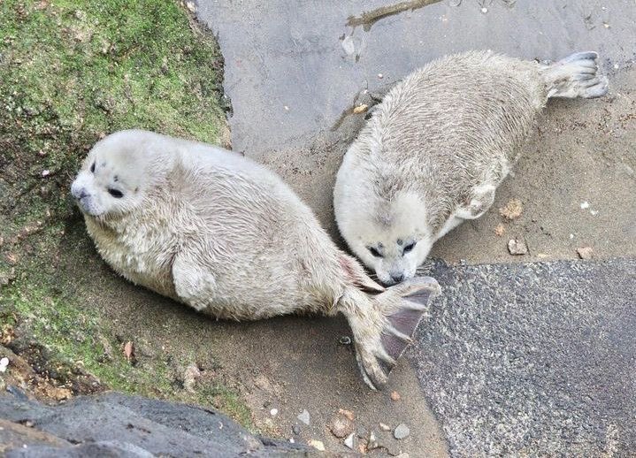 NOELLE 🦭 tweet media