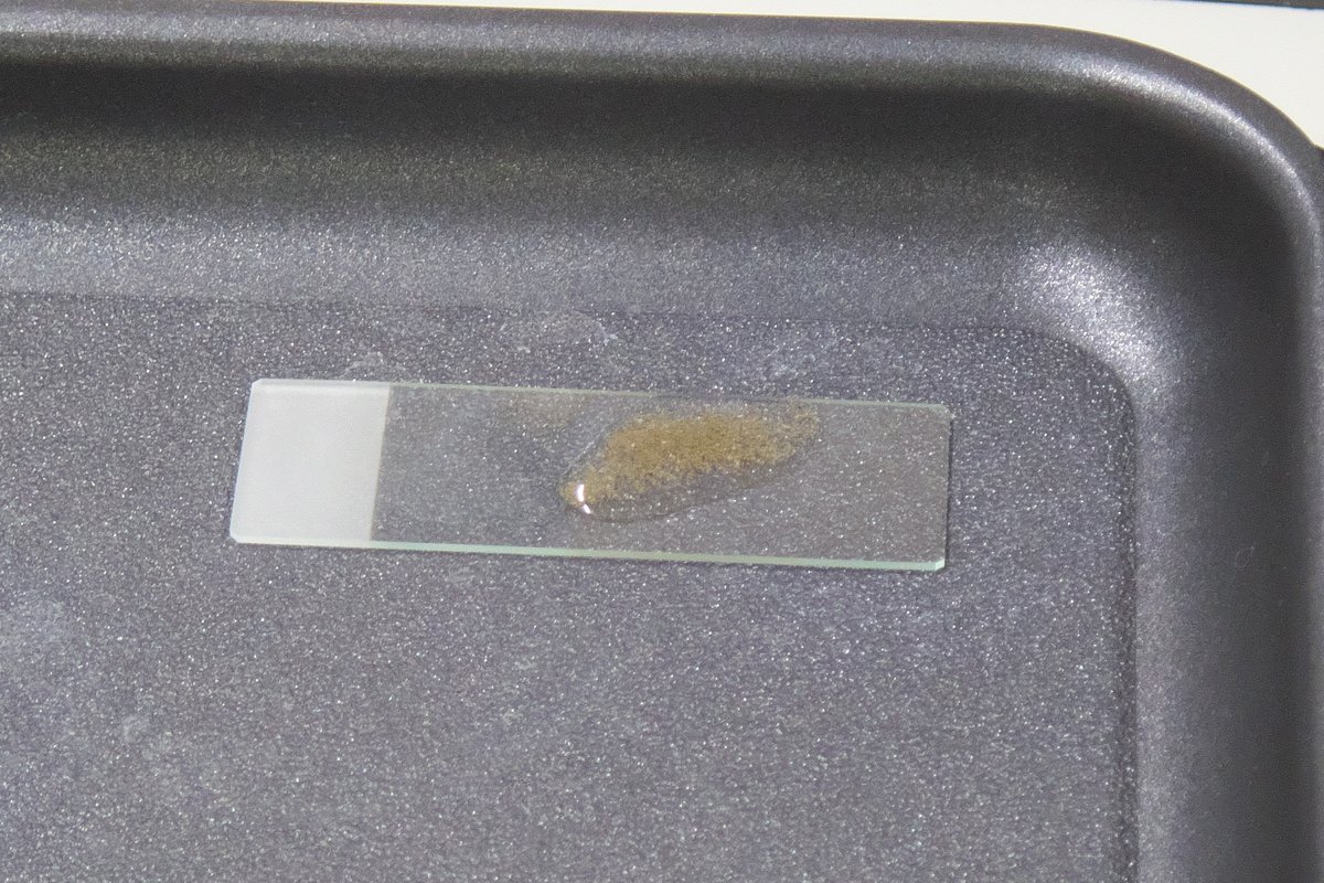 microscope61's tweet photo. 4月25日（土）千葉県率中央博物館のイベント「自分で見つけよう放散虫」の報告その３。新潟大学名誉教授の松岡篤氏による佐渡の泥岩試料からプレパラートを作成する実習。試料を水とかき混ぜ、沈殿した試料の表層をスライドガラスに滴下。約80度で乾燥したのちUVレジンで封入して観察。#放散虫の日 https://t.co/dUWpSR0k2v