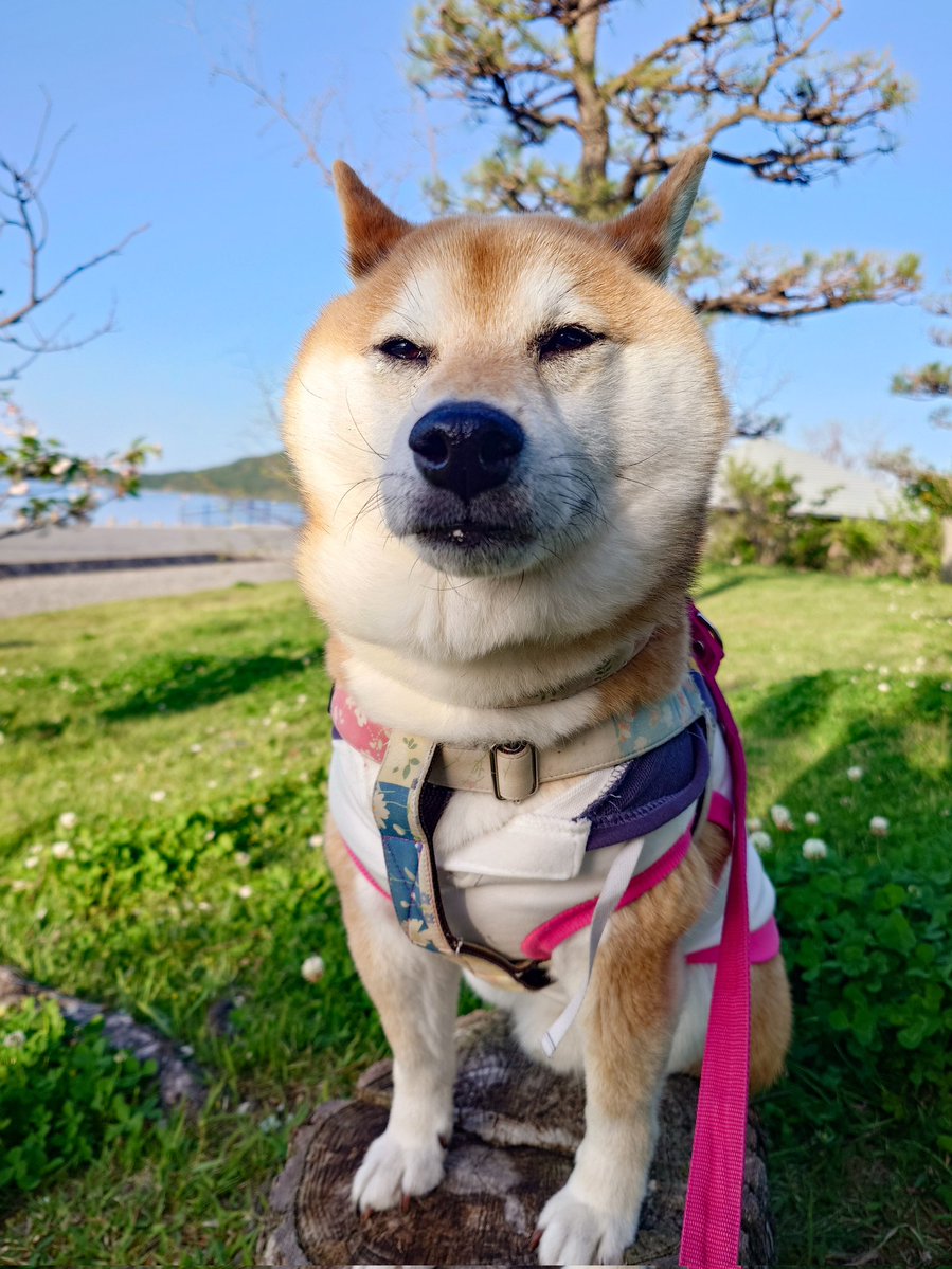 くまにょふ tweet media