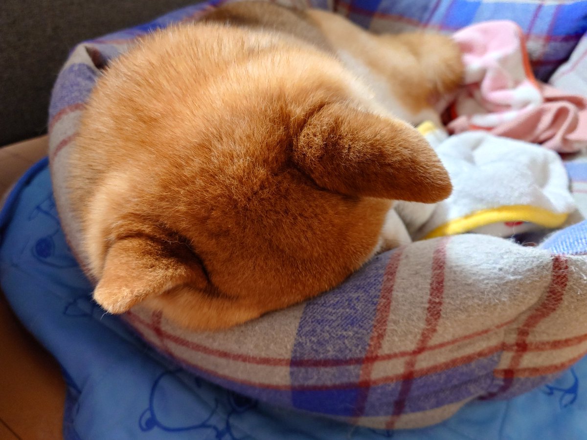 くまにょふ tweet media