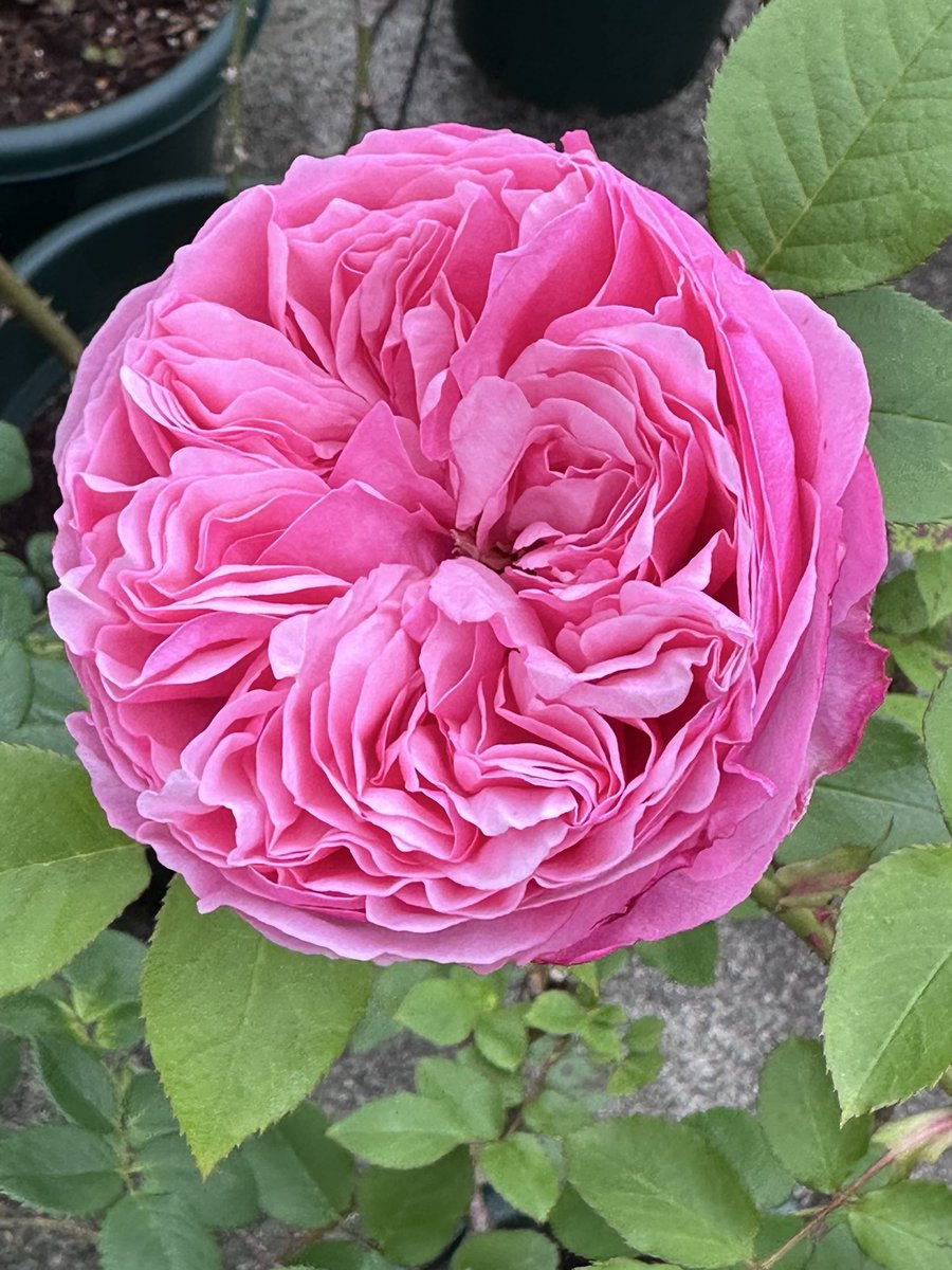 ブリエッタローズ tweet media